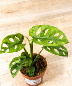 Monstera adansonii mint 002