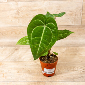 Anthurium dark mama x ace of spades 001