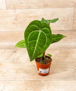Anthurium dark mama x ace of spades 001