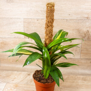 Amplissimum Aurea Variegata 001