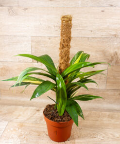 Amplissimum Aurea Variegata 001
