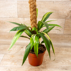 Amplissimum Aurea Variegata 002