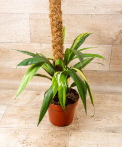 Amplissimum Aurea Variegata 002