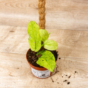 Rhaphidophora korthalsii marble aurea 001