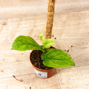 Rhaphidophora korthalsii marble aurea 002