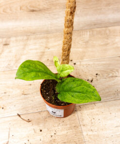 Rhaphidophora korthalsii marble aurea 002