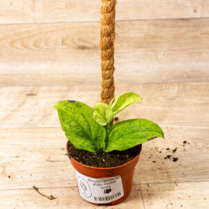 Rhaphidophora korthalsii marble aurea 003