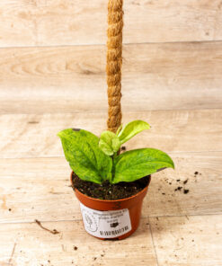Rhaphidophora korthalsii marble aurea 003