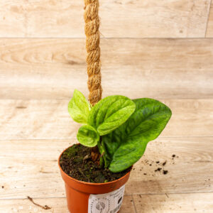 Rhaphidophora korthalsii marble aurea 004