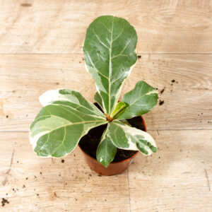 Ficus lyrata variegata 002