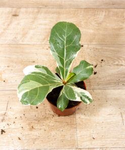 Ficus lyrata variegata 002