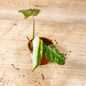 Philodendron gloriosum snow leopard 001