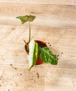 Philodendron gloriosum snow leopard 001