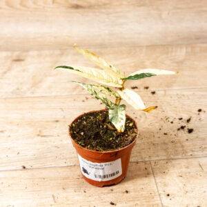 Ficus sagittata pink variegata 001