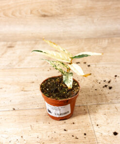 Ficus sagittata pink variegata 001