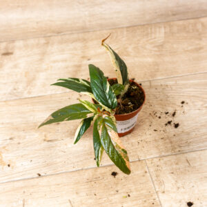 Ficus sagittata pink variegata 002