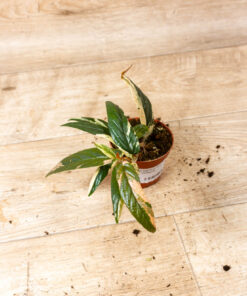 Ficus sagittata pink variegata 002