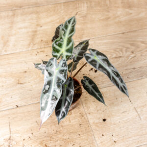 Alocasia bambino pink variegata 001