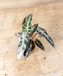 Alocasia bambino pink variegata 001