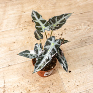 Alocasia bambino pink variegata 002