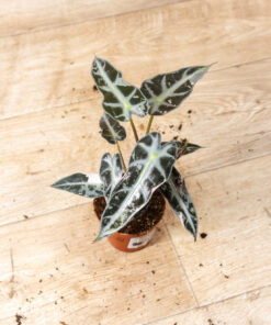 Alocasia bambino pink variegata 002