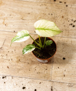 Monstera mint 001