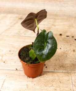 Alocasia Golden Bone 001