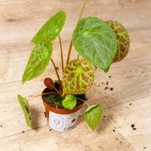 Begonia phuthoensis 001