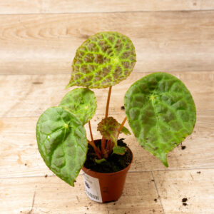 Begonia phuthoensis 002