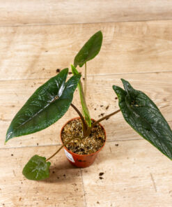 Alocasia scalprum 001