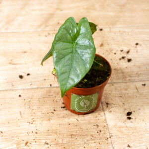 Alocasia heterophylla corazon 002