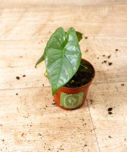 Alocasia heterophylla corazon 002