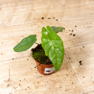 Alocasia heterophylla corazon 003