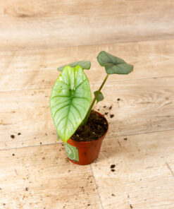 Alocasia platinum 001