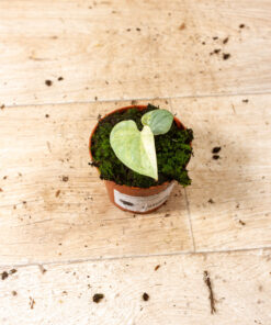 Amydrium medium silver variegata 001