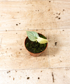 Amydrium medium silver variegata 002