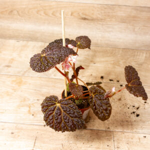 Begonia Baik x Dracopelta 001