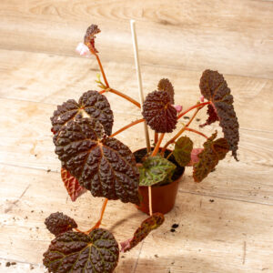 Begonia Baik x Dracopelta 002
