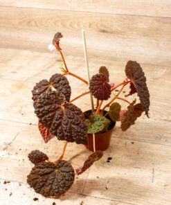 Begonia Baik x Dracopelta 002