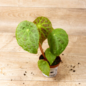 Begonia phuthoensis 003