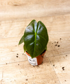 Alocasia Golden Bone 002