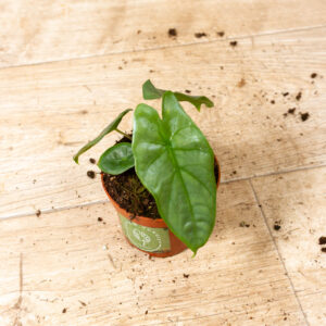 Alocasia heterophylla corazon 005