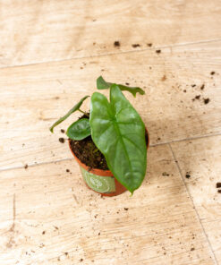 Alocasia heterophylla corazon 005