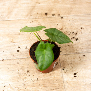 Alocasia heterophylla corazon 006