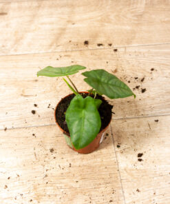 Alocasia heterophylla corazon 006