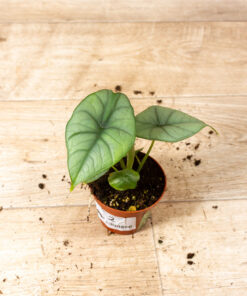 Alocasia platinum 002