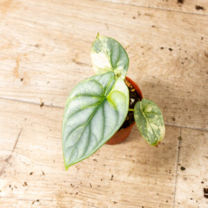 Alocasia silver dragon aurea 001