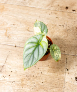 Alocasia silver dragon aurea 001