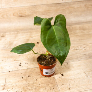 Anthurium sp. Napo 001
