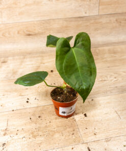 Anthurium sp. Napo 001